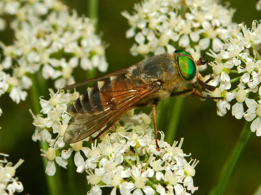 Un Tabanide dagli occhi verdi: Philipomyia aprica